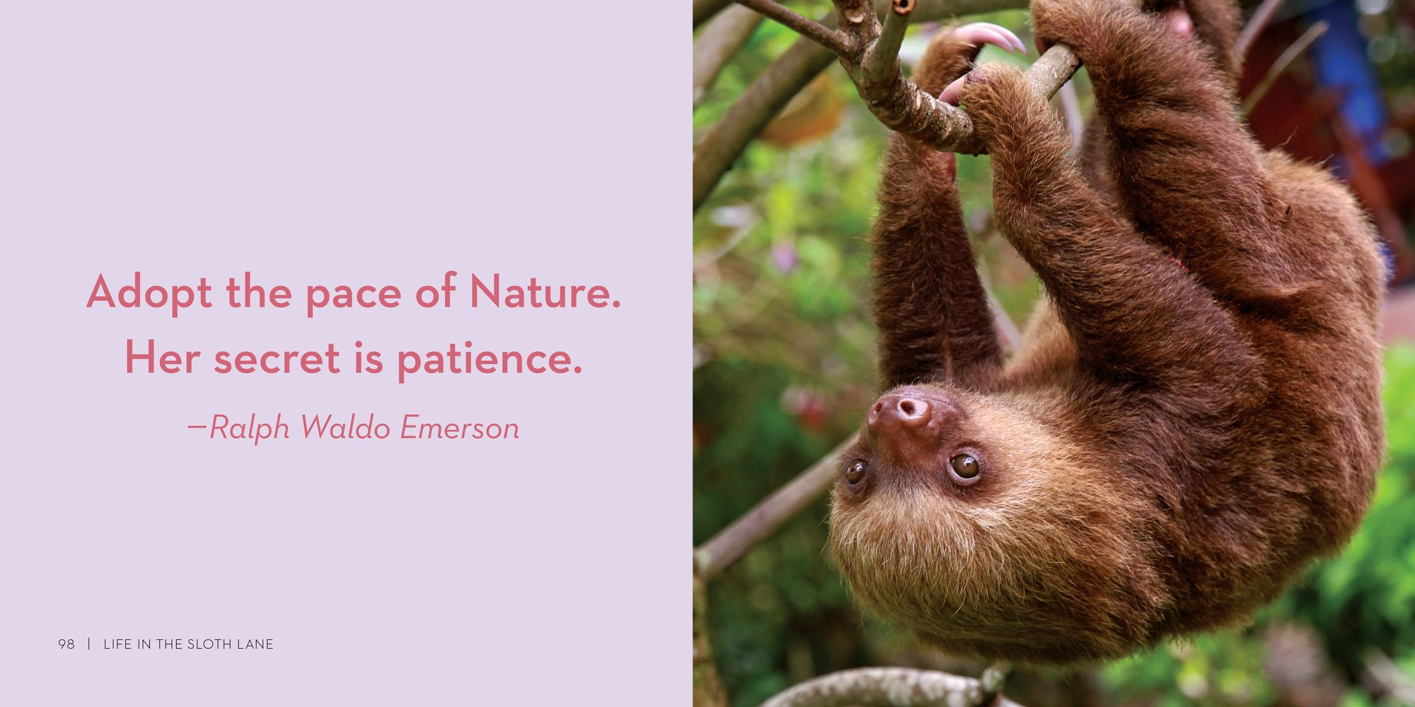 Life in the Sloth Lane: Slow Down and Smell the Hibiscus - Image 4