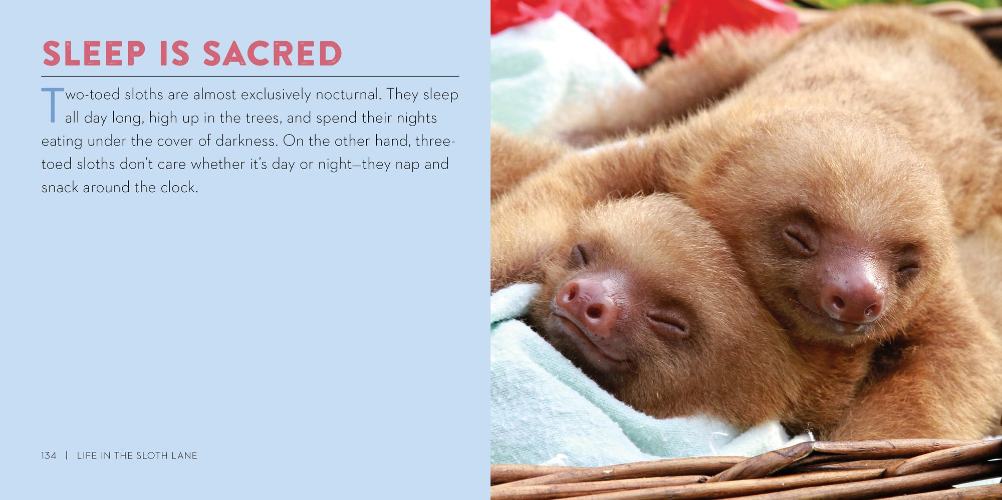 Life in the Sloth Lane: Slow Down and Smell the Hibiscus - Image 6