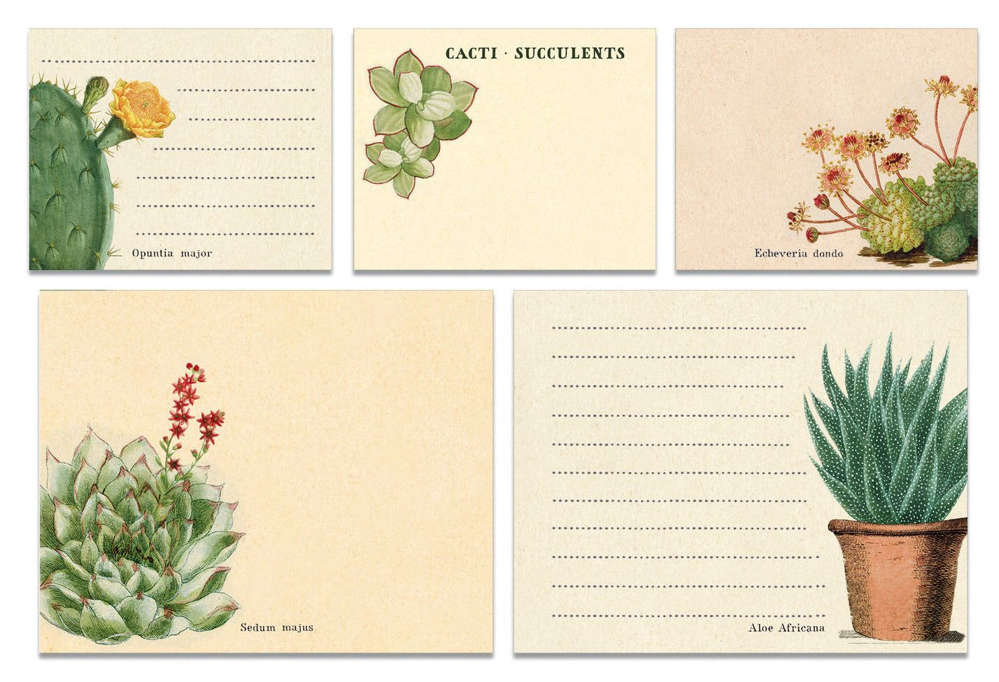 Alternative view of Succulents Sticky Note Set