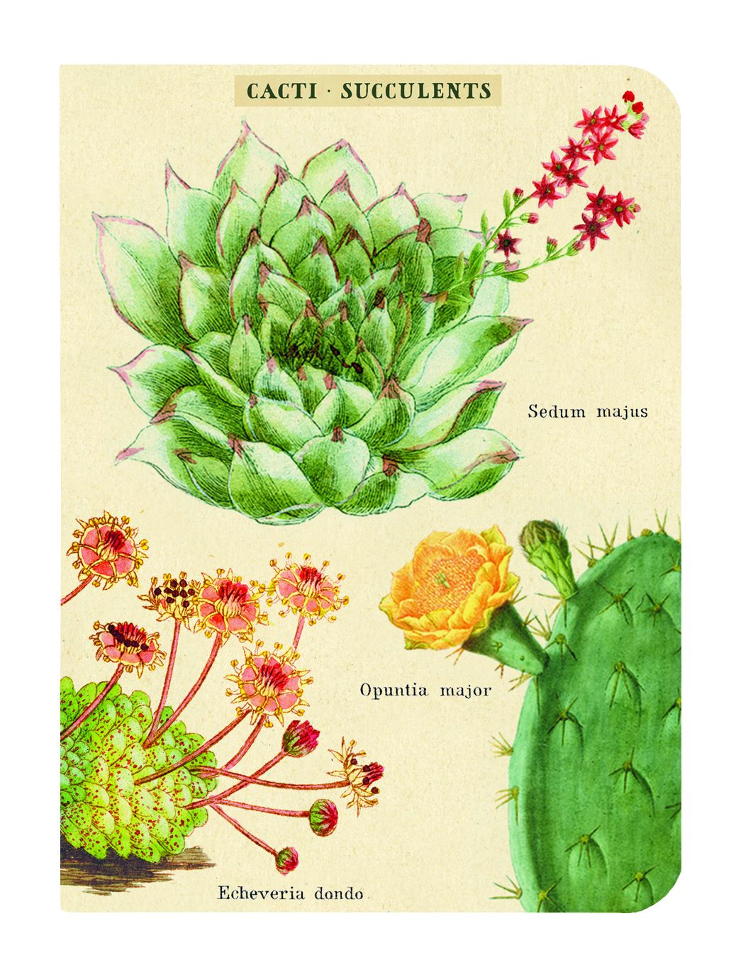 Succulents Mini Journals - Image 3