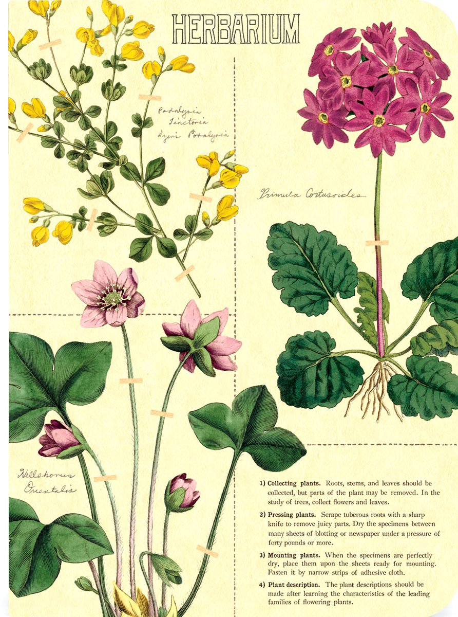 Herbarium Mini Journals - Image 3