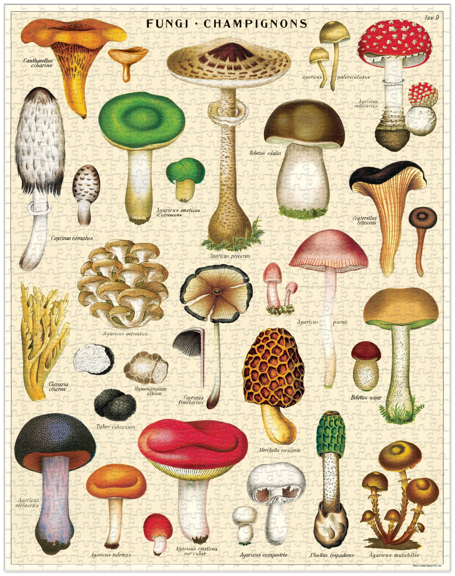 Mushrooms 1,000 piece puzzle - Image 2