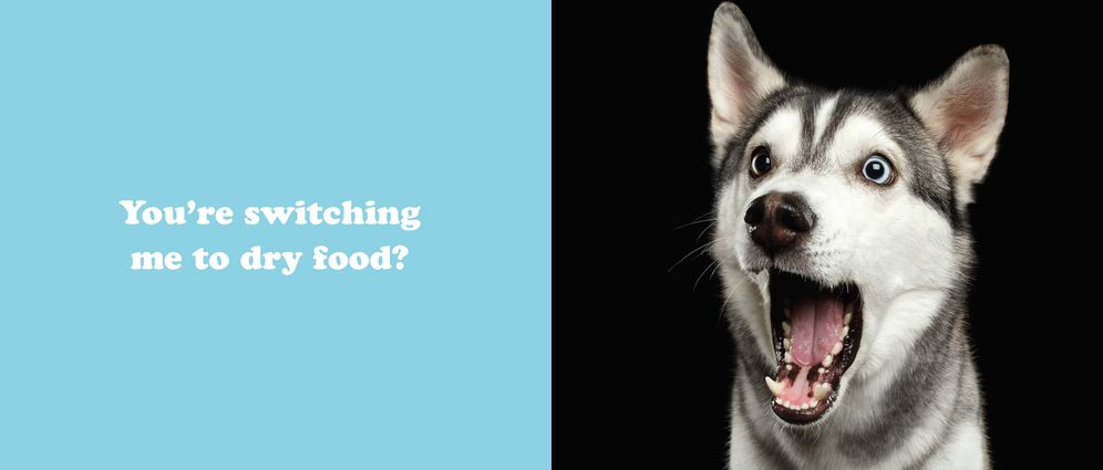 Alternative view of The Secret Thoughts of Dogs