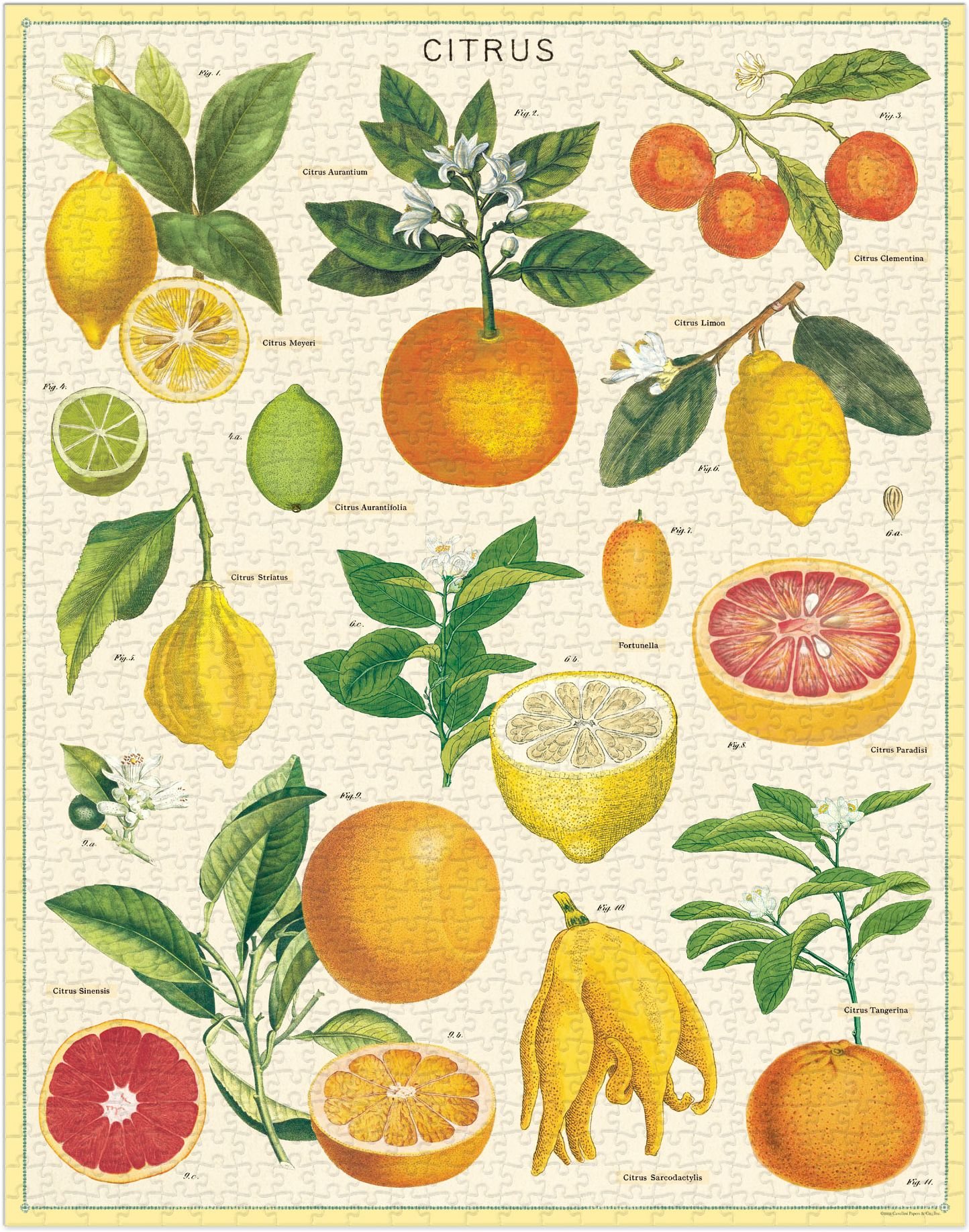 Citrus 1,000 Piece Puzzle - Image 3
