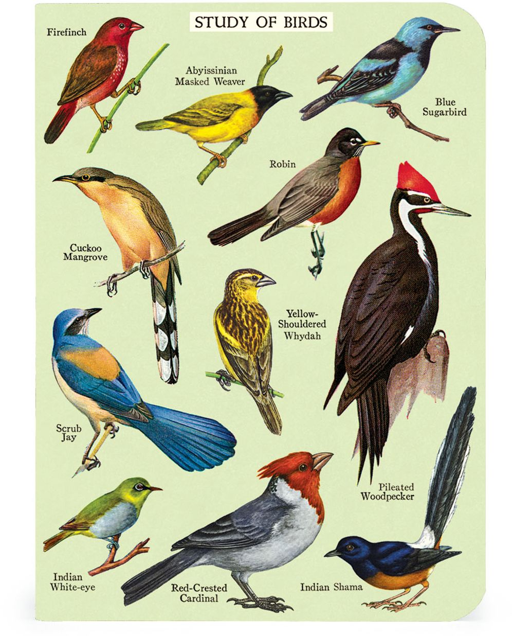 Alternative view of Cavallini & Co. Bird Watching Mini Notebooks