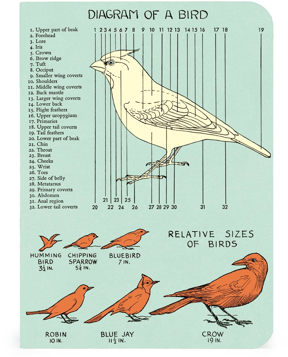 Cavallini & Co. Bird Watching Mini Notebooks - Image 3