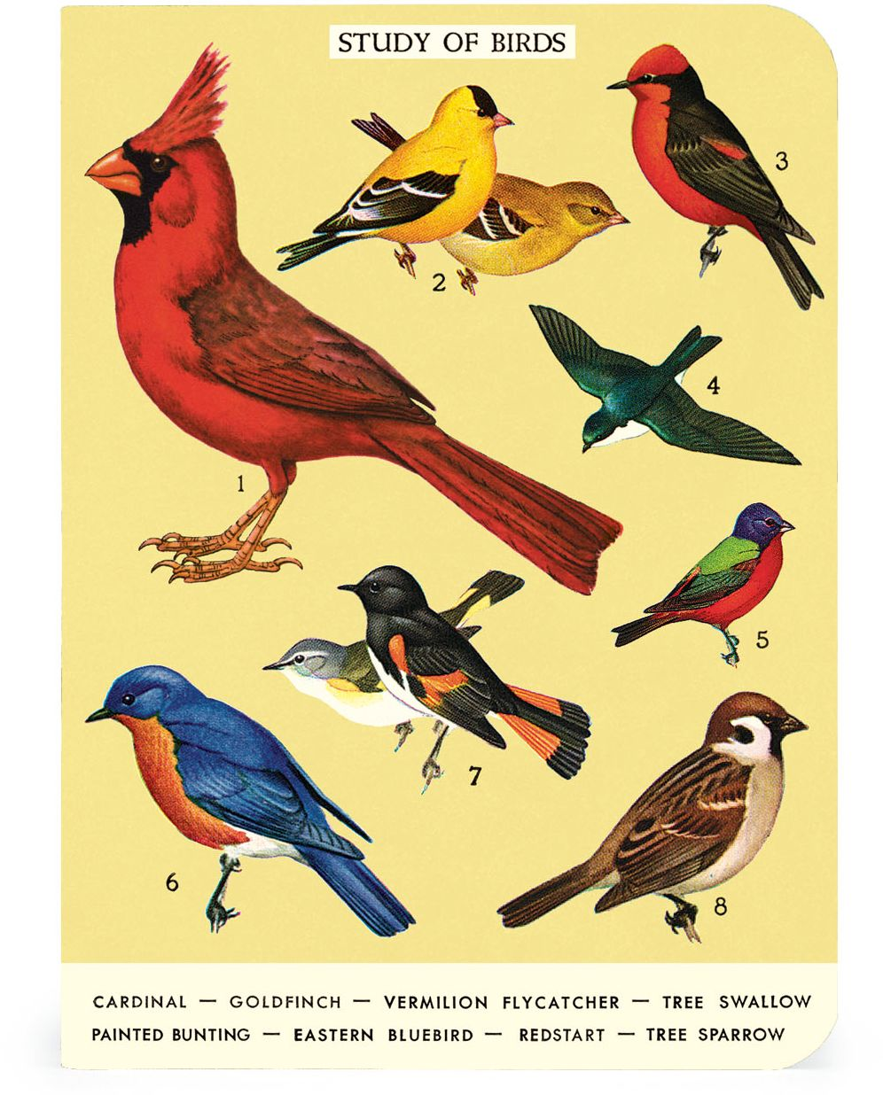 Cavallini & Co. Bird Watching Mini Notebooks - Image 4