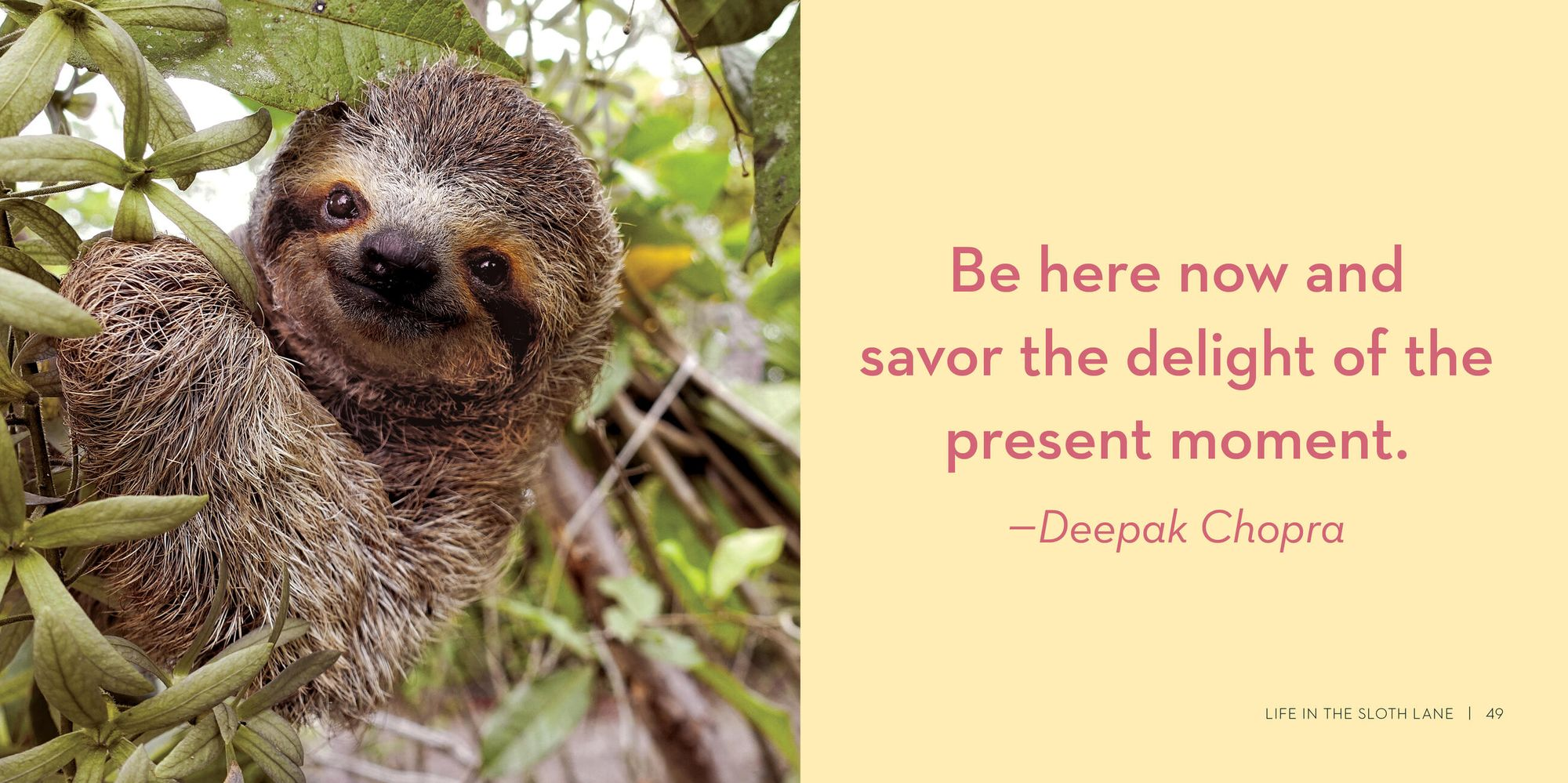 Life in the Sloth Lane: Slow Down and Smell the Hibiscus - Image 8