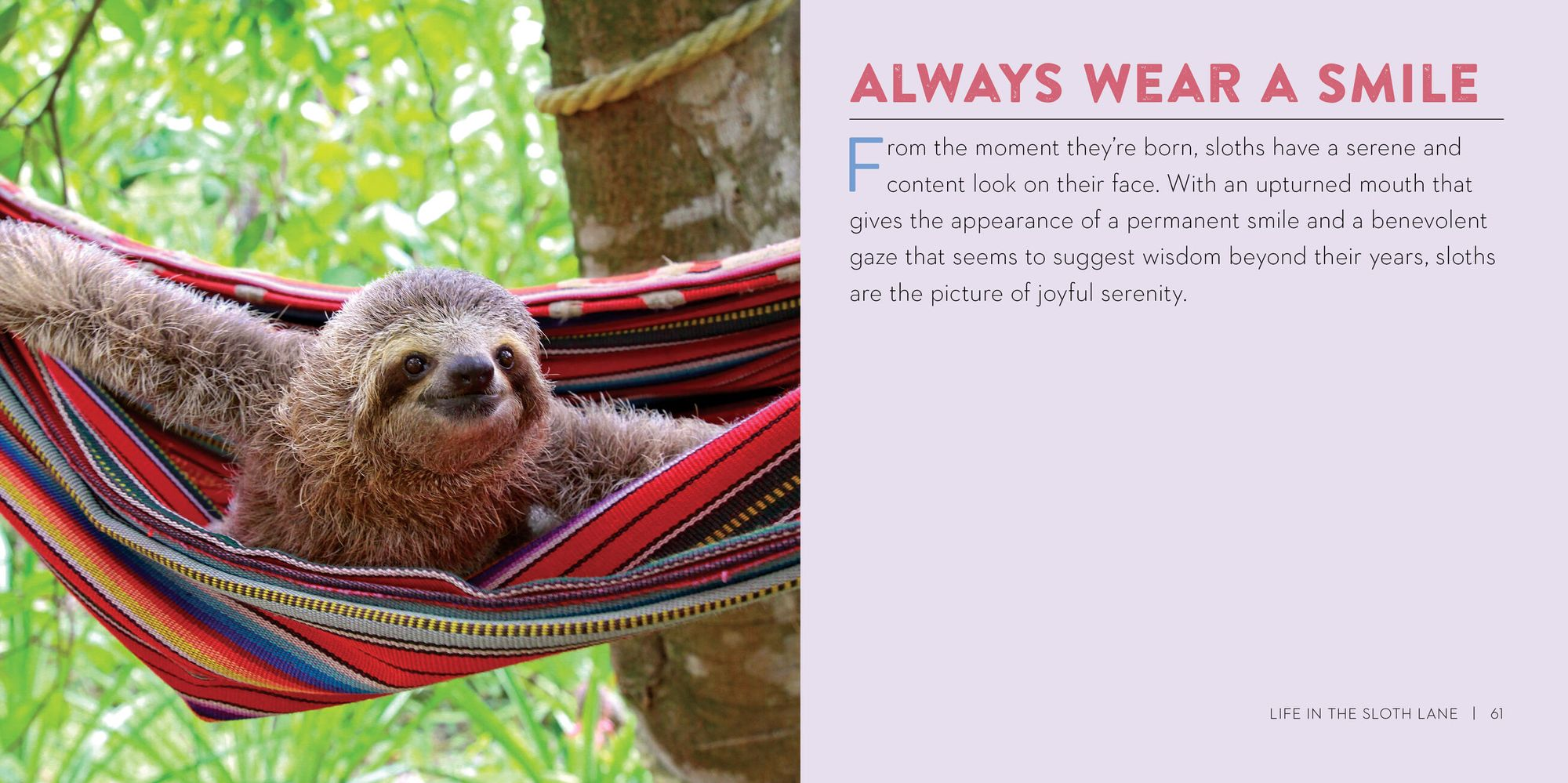 Life in the Sloth Lane: Slow Down and Smell the Hibiscus - Image 9