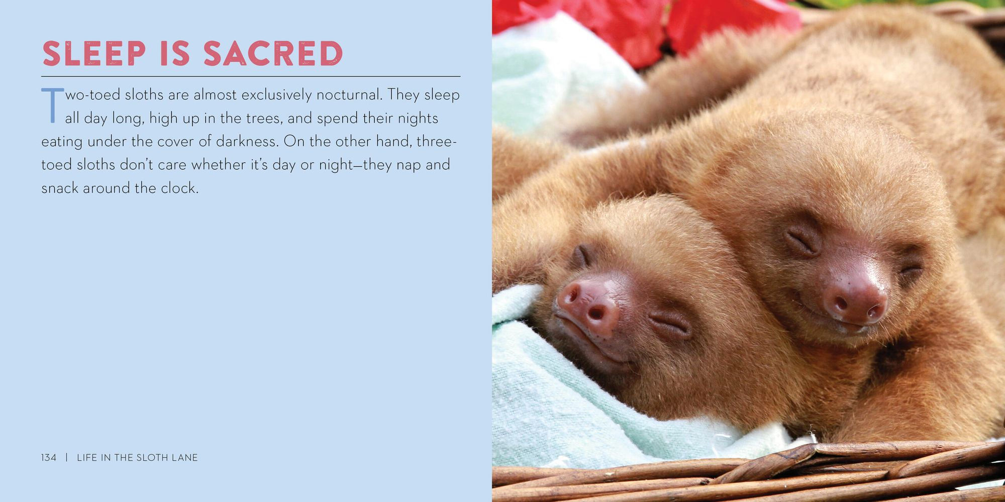 Life in the Sloth Lane: Slow Down and Smell the Hibiscus - Image 11
