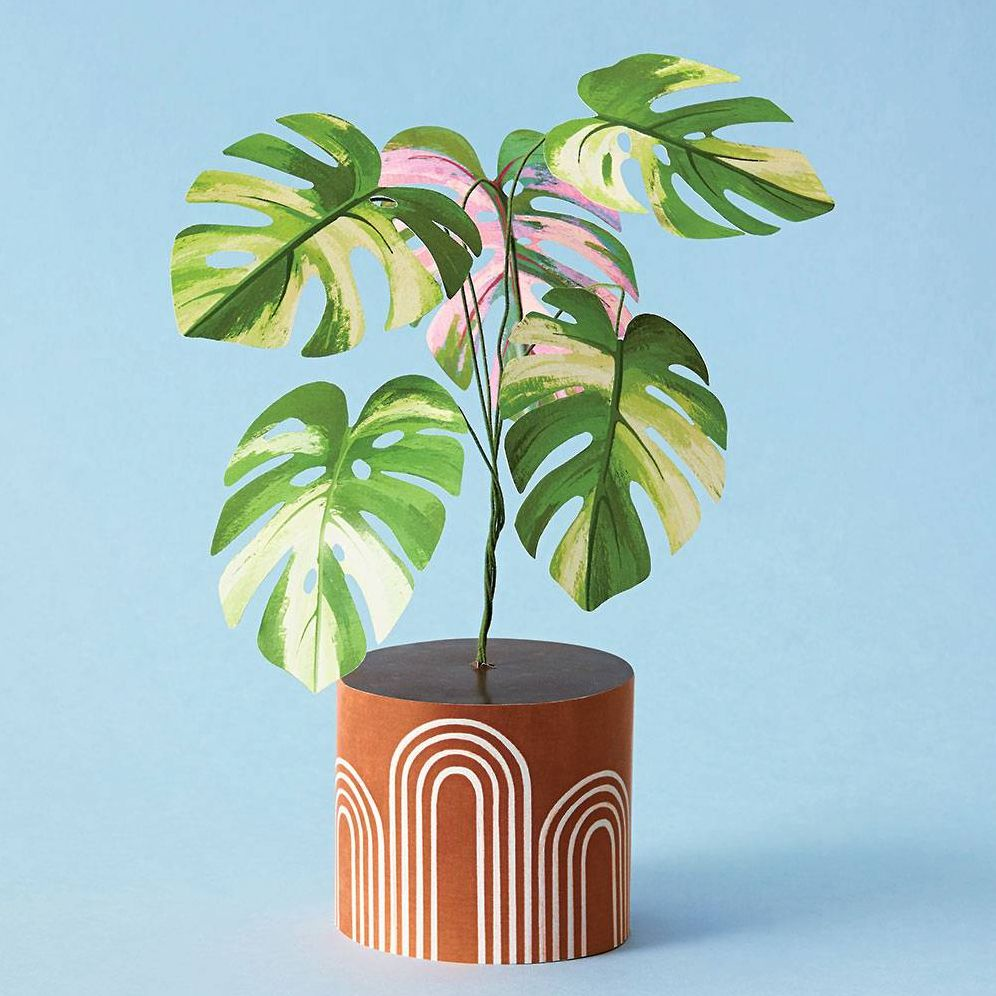 Mini Monstera Kit - Image 2