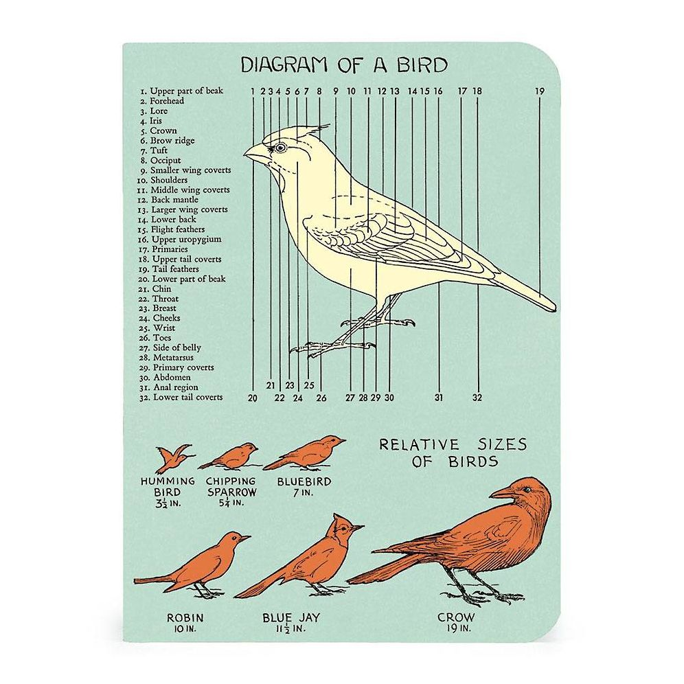 Cavallini & Co. Bird Watching Mini Notebooks - Image 5