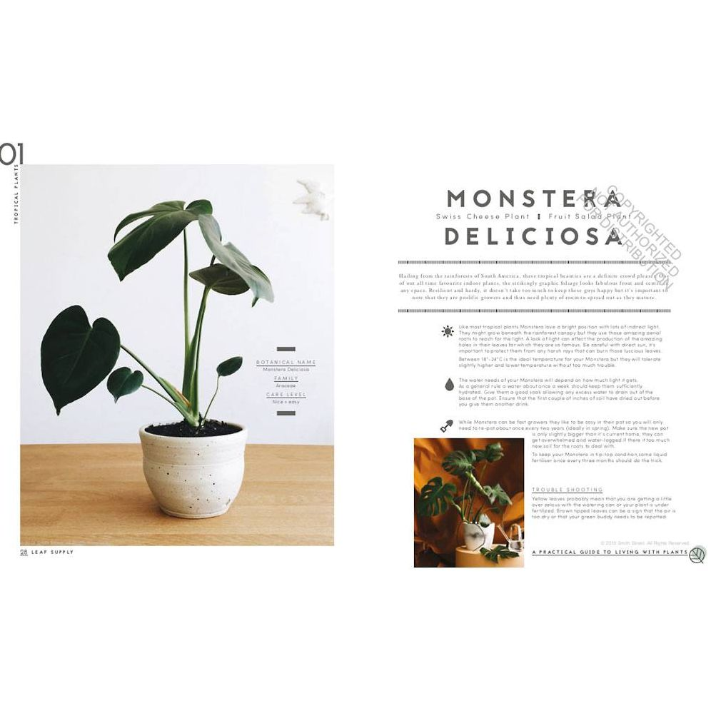 Leaf Supply: A Guide to Keeping Happy House Plants - Image 3