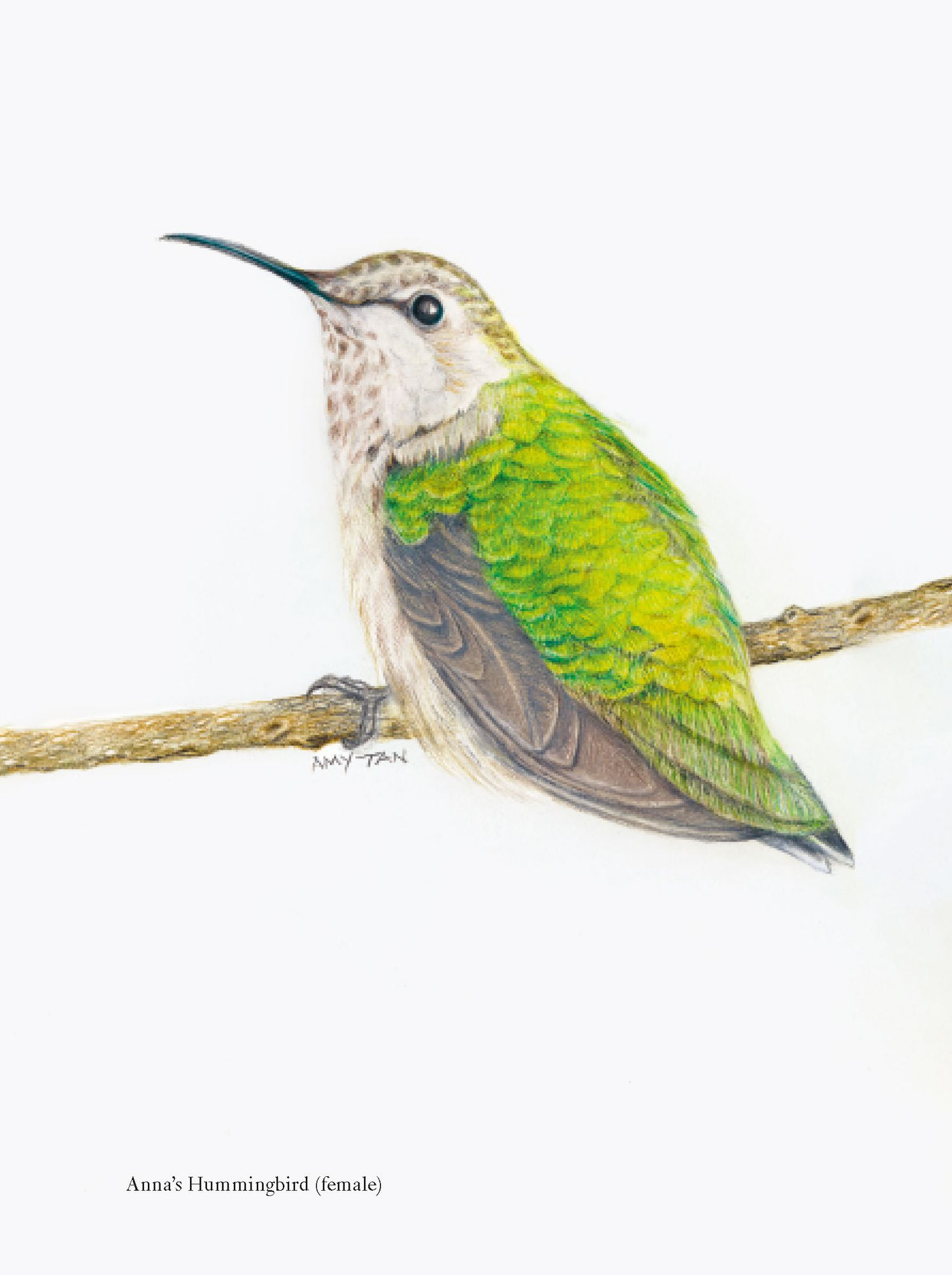 Alternative view of The Backyard Bird Chronicles (2024 B&N Gift Book of the Year)