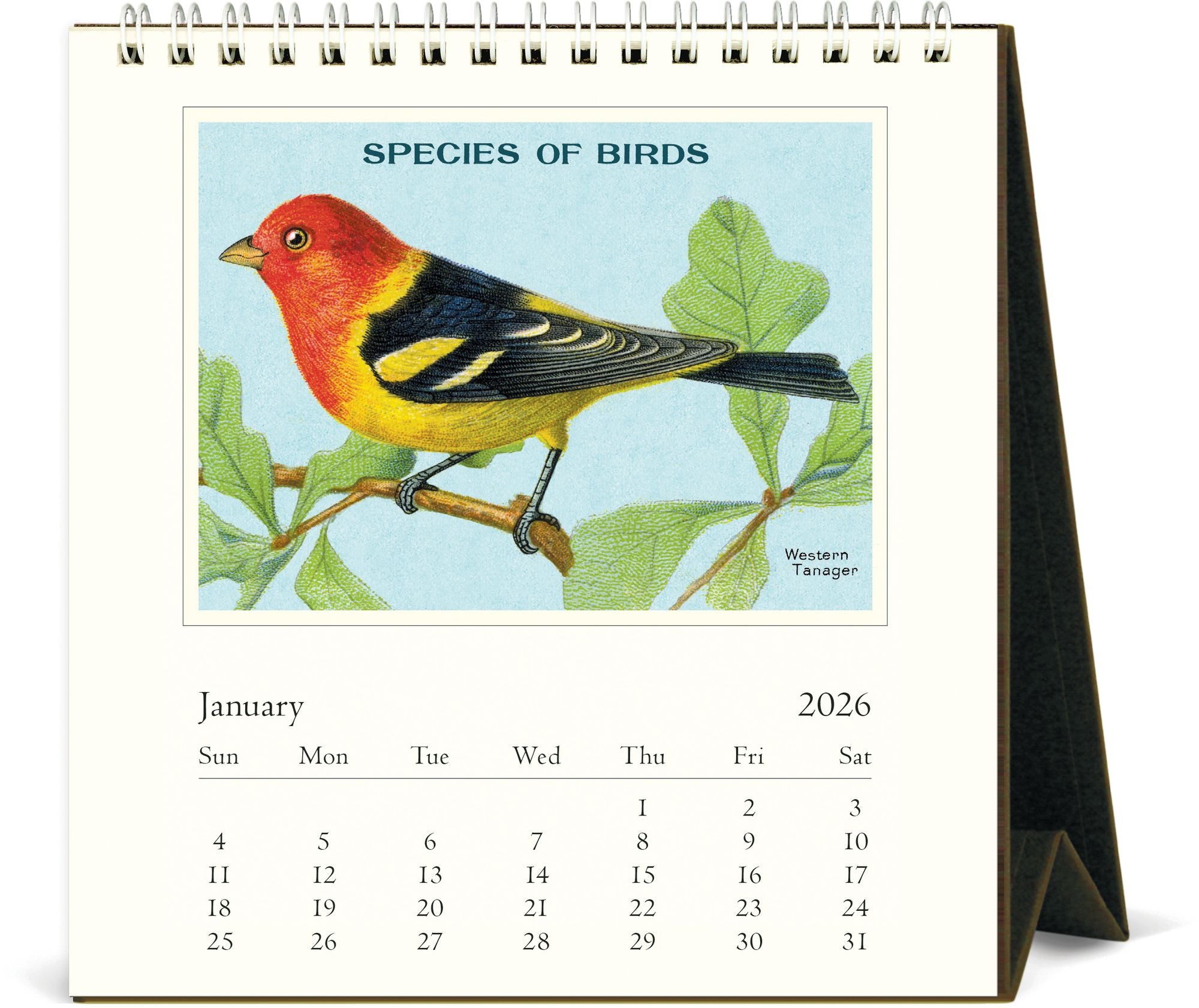 Alternative view of 2026 Cavallini Birds Desk Calendar