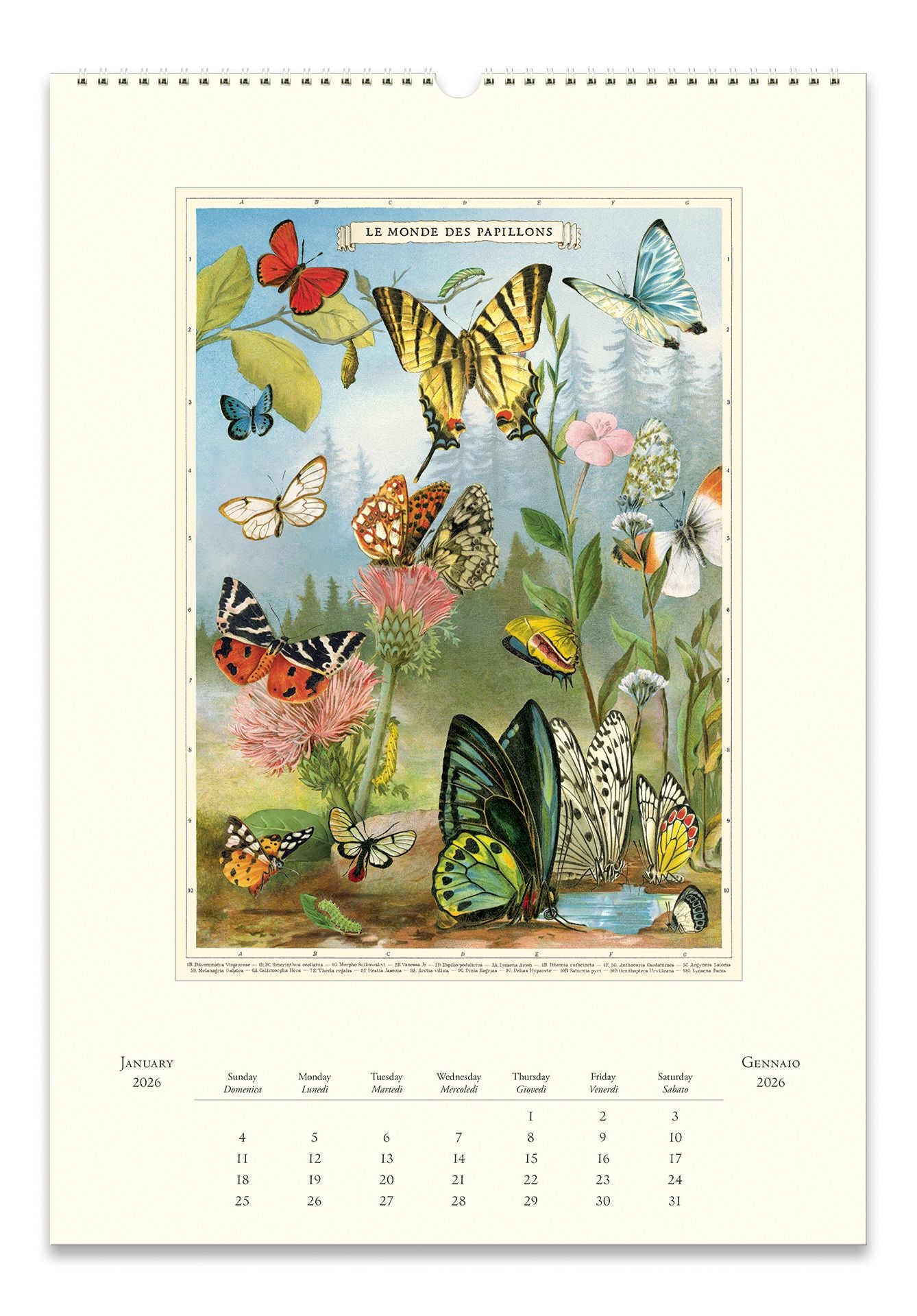 Alternative view of 2026 Entomology Wall Calendar
