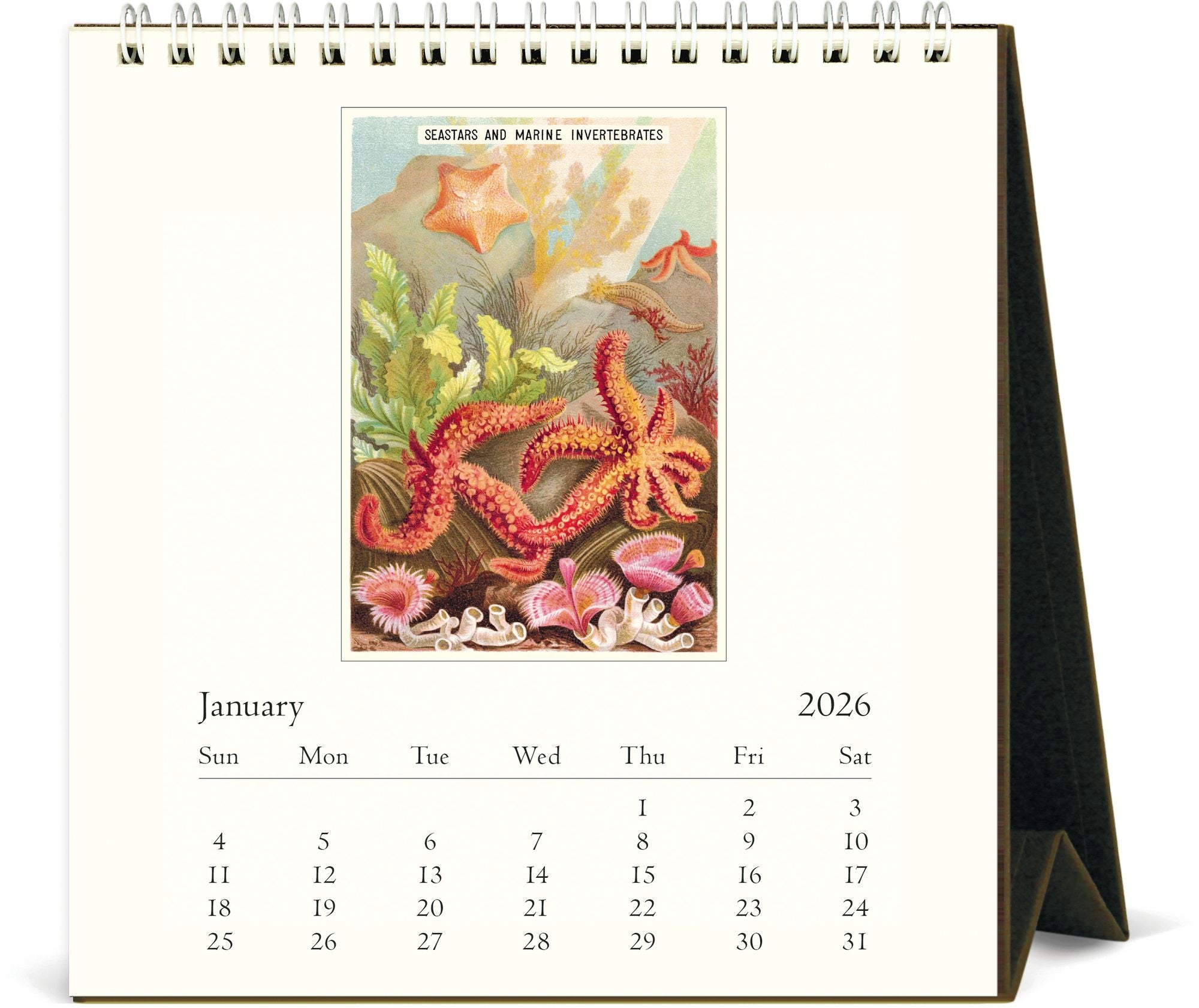 Alternative view of 2026 Cavallini Sea Life Desk Calendar