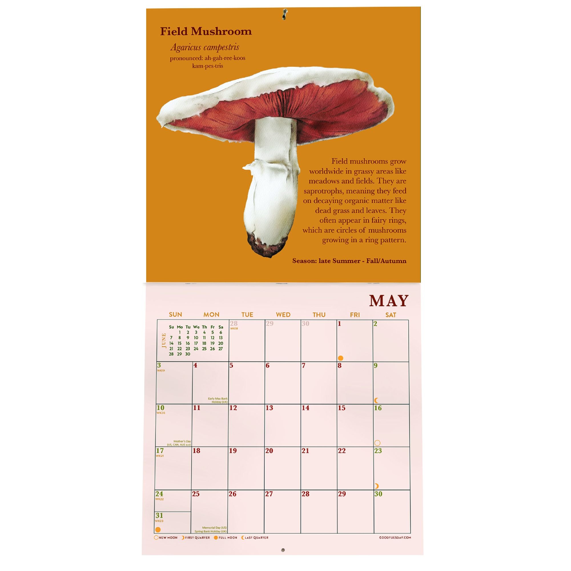 2026 Mushroom Mini Grid Art Calendar - Image 3